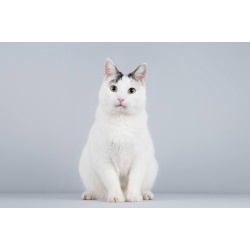 Котейка Андрейка ищет доброе сердце.