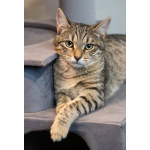 Ищут дом три кошачьих сердца