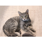 Ищут дом три кошачьих сердца