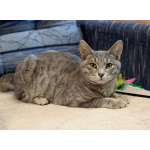 Ищут дом три кошачьих сердца