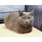 Ищут дом три кошачьих сердца