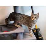 Ищут дом три кошачьих сердца