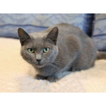 Ищут дом три кошачьих сердца