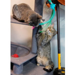 Ищут дом три кошачьих сердца