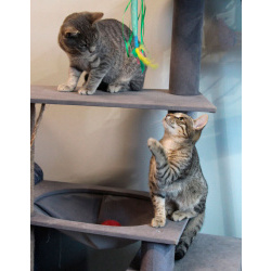 Ищут дом три кошачьих сердца