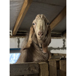 Козы, козлы, утки, гуси, несушки, кролики, поросята вислобрюхие