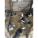 Козы, козлы, утки, гуси, несушки, кролики, поросята вислобрюхие