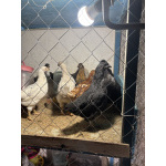 Козы, козлы, утки, гуси, несушки, кролики, поросята вислобрюхие