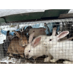 Козы, козлы, утки, гуси, несушки, кролики, поросята вислобрюхие