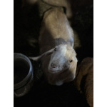 Козы, козлы, утки, гуси, несушки, кролики, поросята вислобрюхие