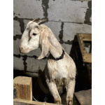 Козы, козлы, утки, гуси, несушки, кролики, поросята вислобрюхие