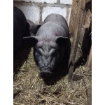 Козы, козлы, утки, гуси, несушки, кролики, поросята вислобрюхие