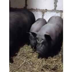 Козы, козлы, утки, гуси, несушки, кролики, поросята вислобрюхие