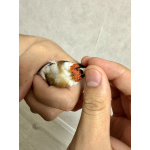 Щегол вместе с клеткой