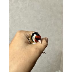 Щегол вместе с клеткой