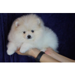 Мальчик померанского шпица