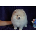 Мальчик померанского шпица