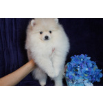 Мальчик померанского шпица