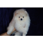 Мальчик померанского шпица