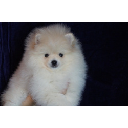 Мальчик померанского шпица