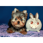 Стандартный мальчик Йоркширского терьера.