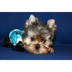 Стандартный мальчик Йоркширского терьера.