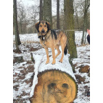 Идеальная пара классных собак в семью