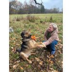 Идеальная пара классных собак в семью