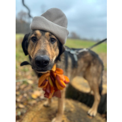 Идеальная пара классных собак в семью