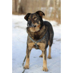 Идеальная пара классных собак в семью