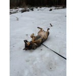 Идеальная пара классных собак в семью