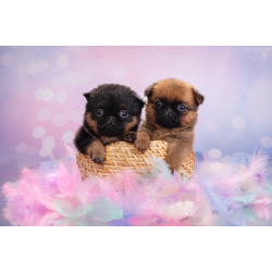 Мини девочки пти-брабансон