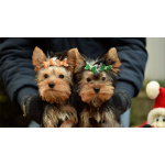 Йоркширский терьер, щенок