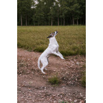 Пес Тиба ищет дом!