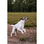 Пес Тиба ищет дом!