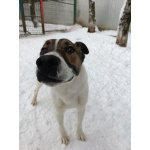 Пес Тиба ищет дом!