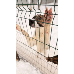 Пес Тиба ищет дом!