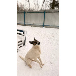 Пес Тиба ищет дом!