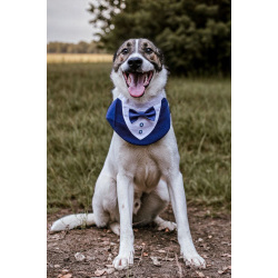 Пес Тиба ищет дом!