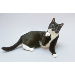 Кот Антошка ищет свою семью.