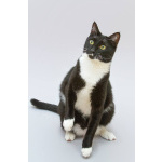 Кот Антошка ищет свою семью.