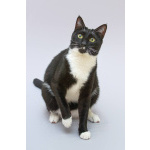 Кот Антошка ищет свою семью.