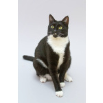 Кот Антошка ищет свою семью.