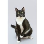 Кот Антошка ищет свою семью.