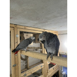 Продаются пара Жако.