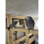 Продаются пара Жако.