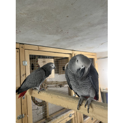 Продаются пара Жако.