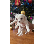 Щенки Бишон Фризе