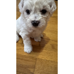 Щенки Бишон Фризе