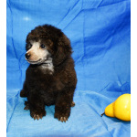 Щенок пуделя миниатюрный мальчик серебристый Джентли Борн Рондо